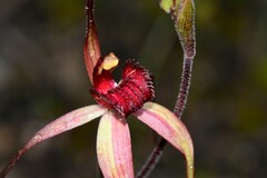 Caladenia fulva