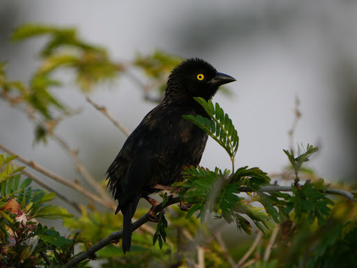 Vieillot's Black Weaver