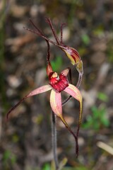 Caladenia fulva
