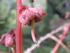 Pyrola asarifolia incarnata