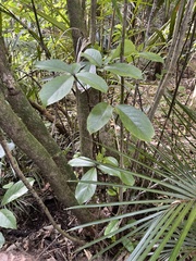 Pseudopanax