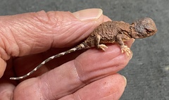 Tympanocryptis pseudopsephos