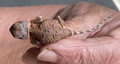 Tympanocryptis pseudopsephos