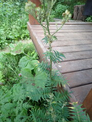 Polemonium caeruleum