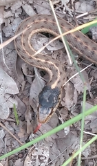 Thamnophis elegans vagrans