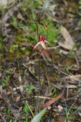 Caladenia fulva
