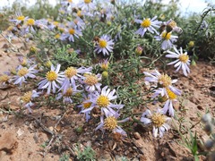 Aster altaicus