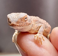 Tympanocryptis pseudopsephos