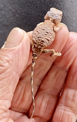 Tympanocryptis pseudopsephos