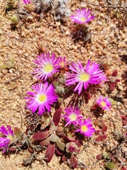 Cleretum bellidiforme