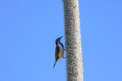 Entomyzon cyanotis