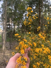 Dillwynia sieberi