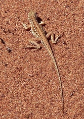 Ctenophorus isolepis