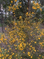 Dillwynia sieberi