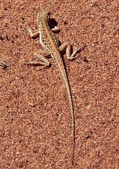 Ctenophorus isolepis