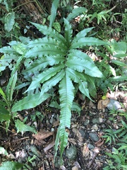 Bolbitis heteroclita