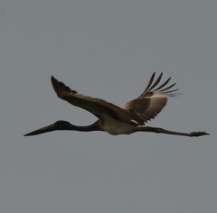 Ephippiorhynchus asiaticus