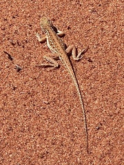 Ctenophorus isolepis