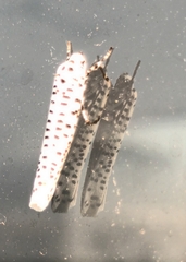 Yponomeuta strigillatus