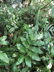 Bolbitis heteroclita