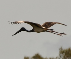 Ephippiorhynchus asiaticus