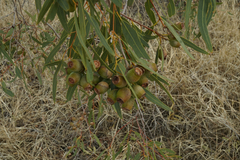 Corymbia