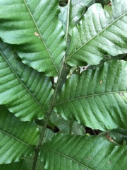 Bolbitis heteroclita