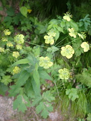 Bupleurum aureum