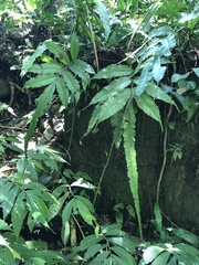 Bolbitis heteroclita