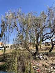 Salix babylonica