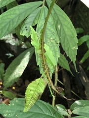 Bolbitis heteroclita