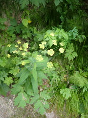 Bupleurum aureum