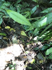 Bolbitis heteroclita