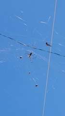 Trichonephila clavata