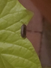 Armadillidium nasatum