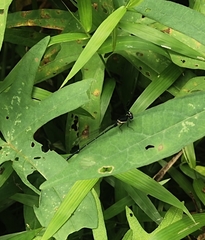 Onychargia atrocyana