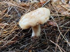 Lactarius chrysorrheus