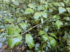 Rubus pensilvanicus