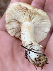 Lactarius chrysorrheus