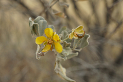 Senna artemisioides helmsii
