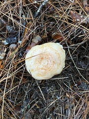 Lactarius chrysorrheus