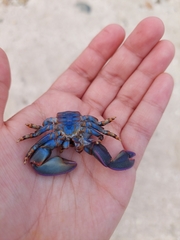 Petrolisthes violaceus