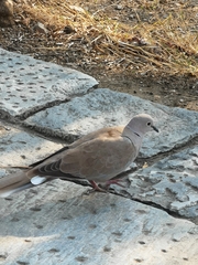 Streptopelia decaocto