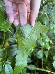 Rubus pensilvanicus