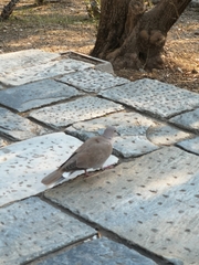 Streptopelia decaocto