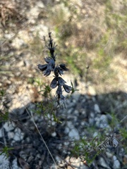 Salvia engelmannii