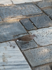 Streptopelia decaocto