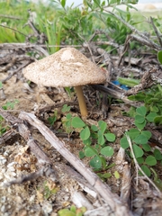 Volvopluteus gloiocephalus