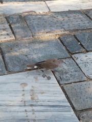 Streptopelia decaocto