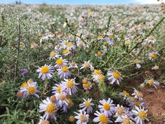 Aster altaicus